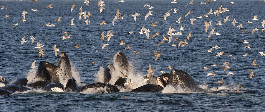 Humpback Whales Feeding With Gulls #2 Photograph by Flip Nicklin