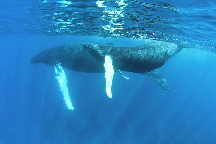 Humpback Whales Of The Silver Bank Photograph by Maya de Almeida Araujo ...