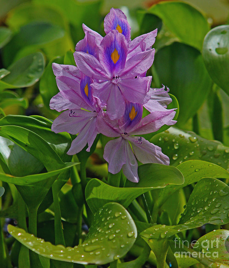 Hyacinth Habitat Photograph by Larry Nieland