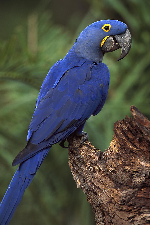 Hyacinth Macaw Brazil #2 Photograph by Pete Oxford