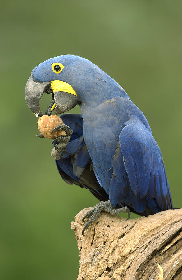 Hyacinth Macaw Eating Piassava Palm Nuts #2 Photograph by Pete Oxford
