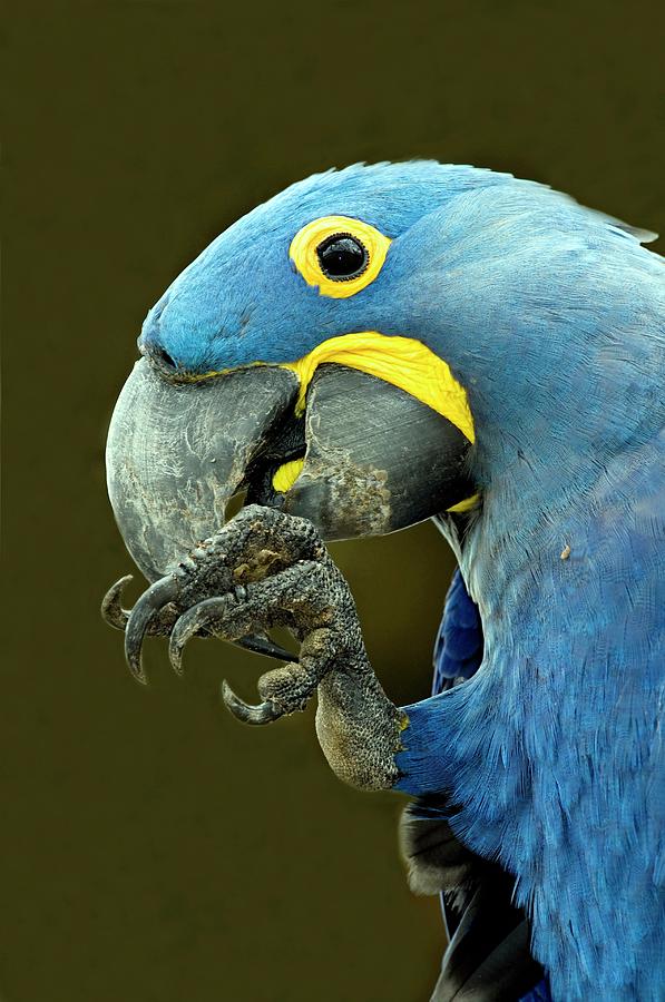 Hyacinth Macaw #2 Photograph by Tony Camacho/science Photo Library