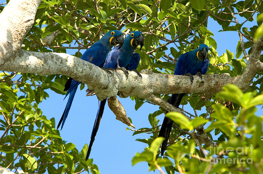 Macaw Photograph - Hyacinth Macaws, Brazil #2 by Gregory G. Dimijian, M.D.