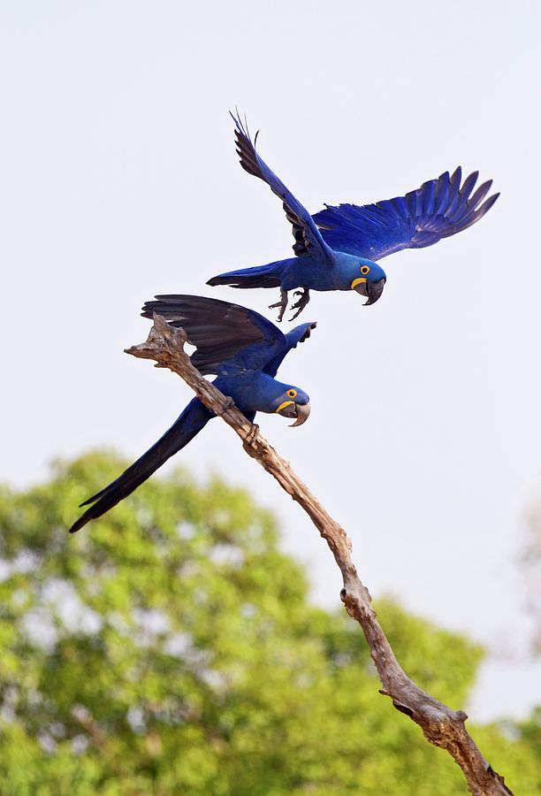 Hyacinth Macaws In A Tree Photograph By John Devriesscience Photo Library
