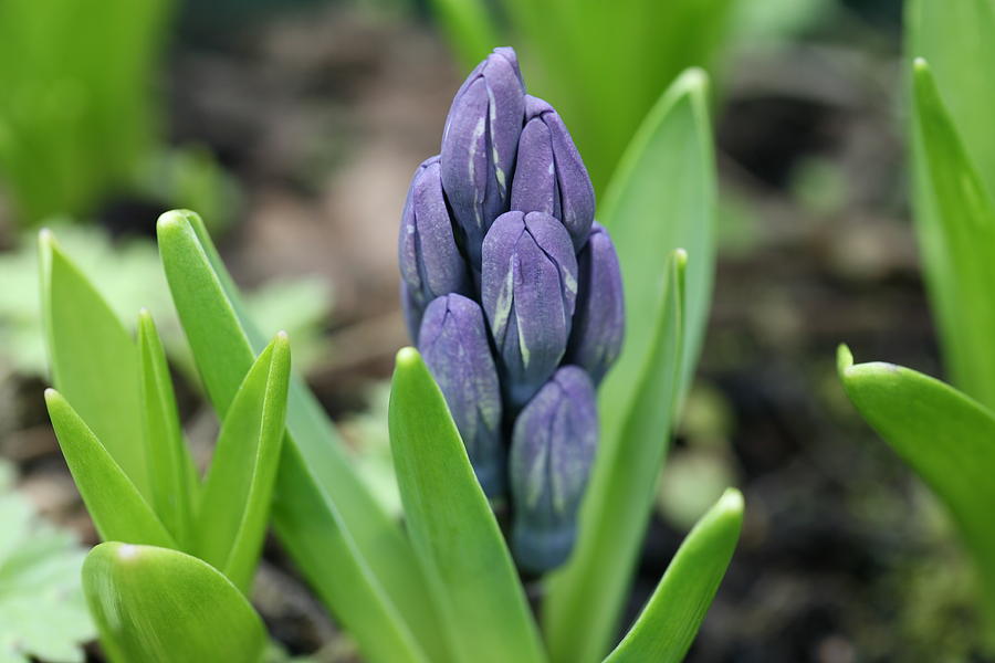 Spring Photograph - Hyacinth  #2 by Mark Severn