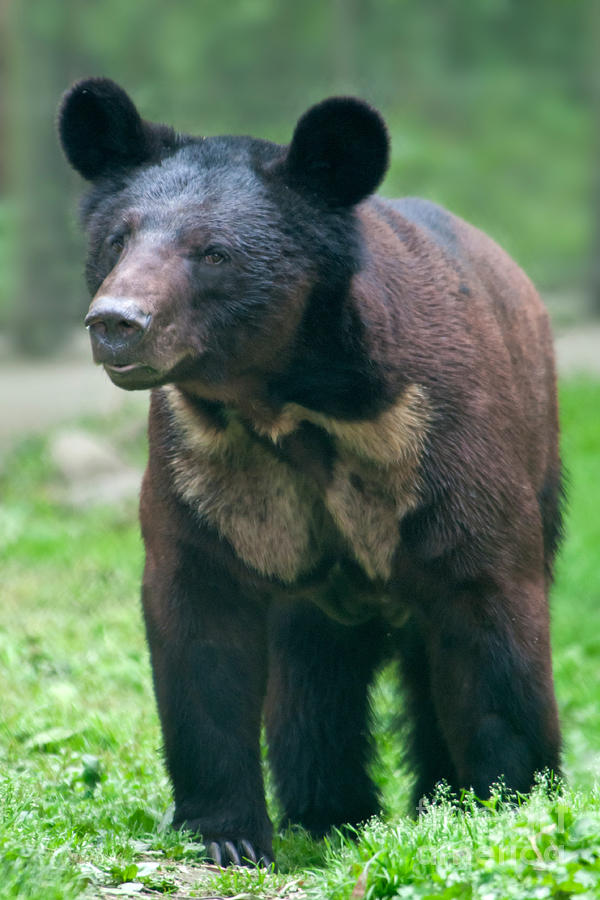 Hybrid Brown Asian Black Bear Photograph by Mark Newman