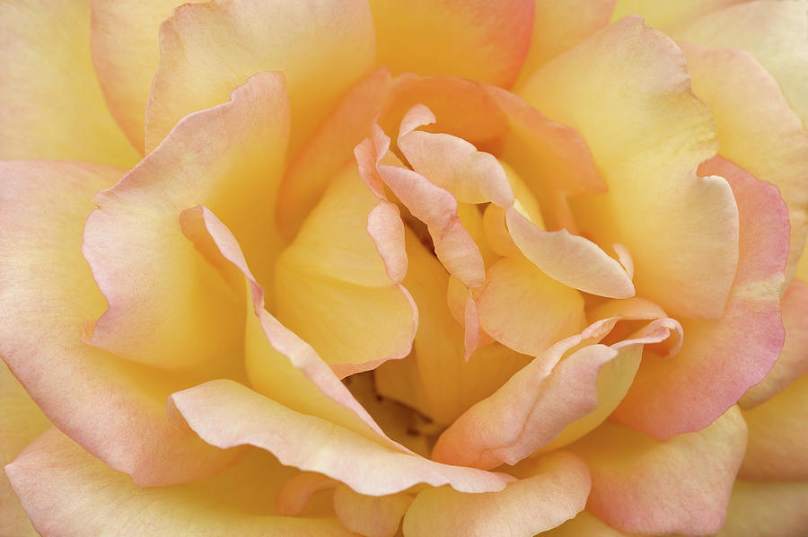 Hybrid Tea Rose (rosa philippe Noiret) #2 Photograph by Brian Gadsby/science Photo Library