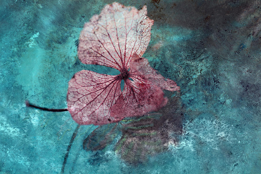 Seasons Photograph - Skeletal Hydrangea by Bonnie Bruno