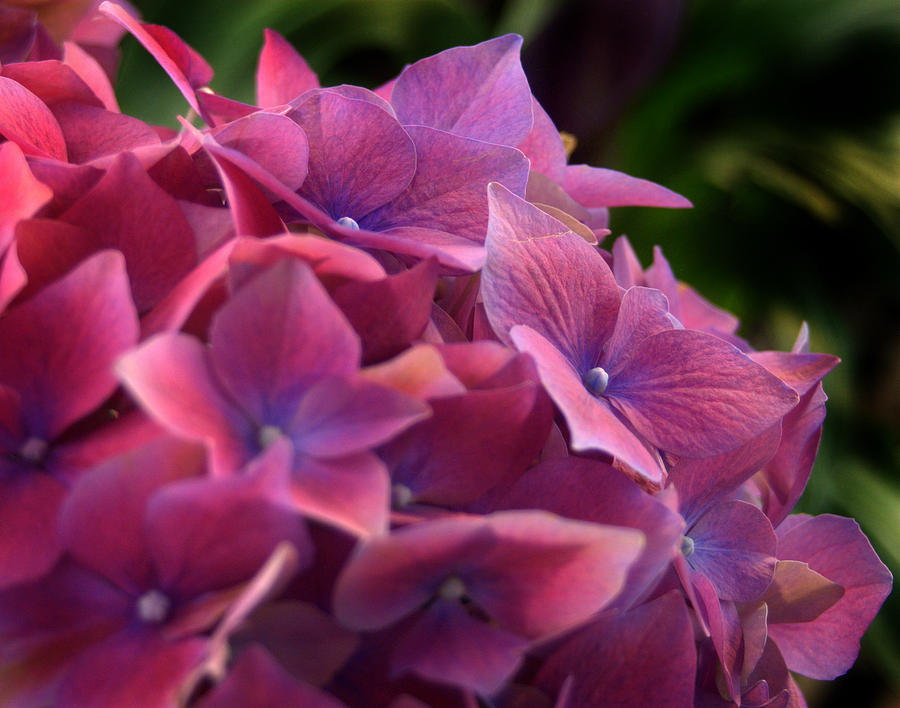 Hydrangea Flowers #2 Photograph by Nathan Abbott