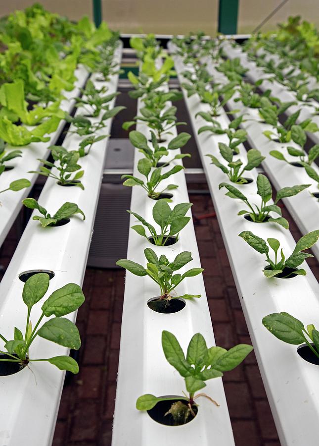 Hydroponic Spinach At A Hospital Farm Photograph by Jim West - Fine Art ...