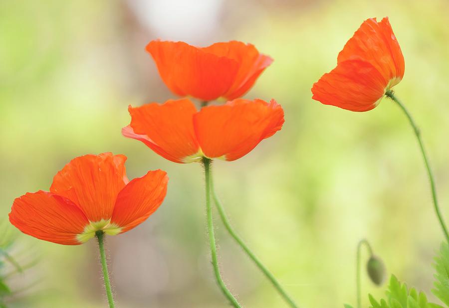 Iceland Poppies (papaver Nudicaule) In Flower #2 Photograph by Maria Mosolova/science Photo Library