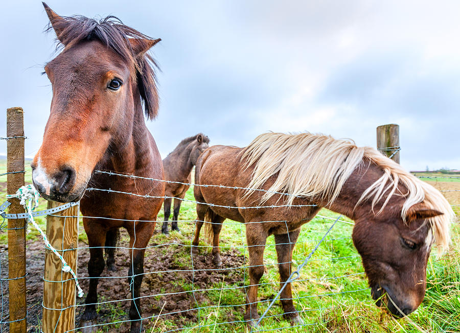 Icelandic ponies on a farm Photograph by Alexey Stiop