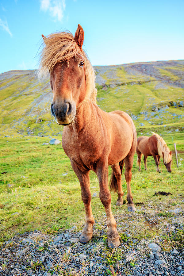 Icelandic pony portrait Photograph by Alexey Stiop