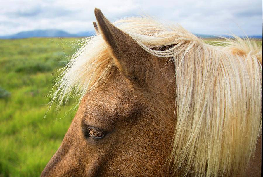 Icelandic Pony #2 Photograph by Grant Faint