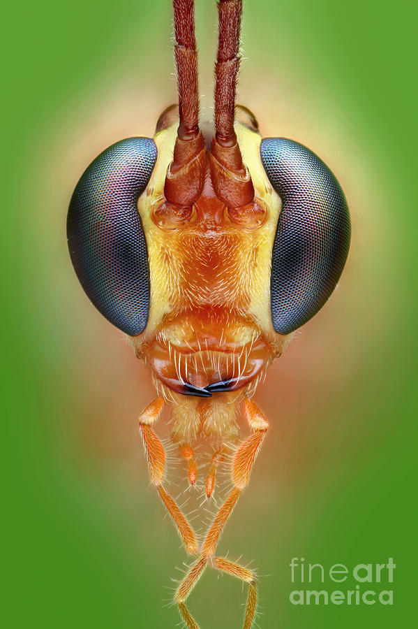 Animal Photograph - Ichneumon Wasp #2 by Matthias Lenke