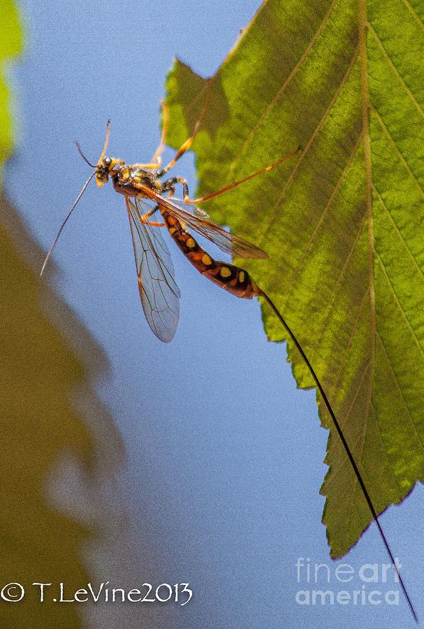 Insects Photograph - Ichneumon Wasp #2 by Tracey Levine