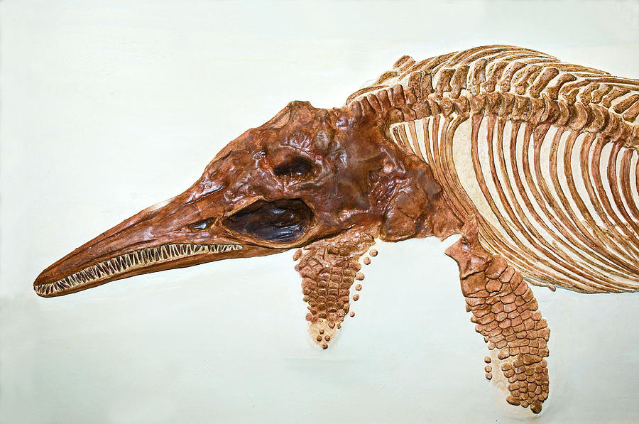 Ichthyosaur Fossil Photograph by Millard H. Sharp - Pixels