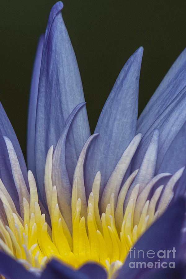 Water Lily Photograph - Icy Blue - Electric Yellow by Lauren Brice Water Lily Photograph - Icy Blue - Electric Yellow by Lauren Brice