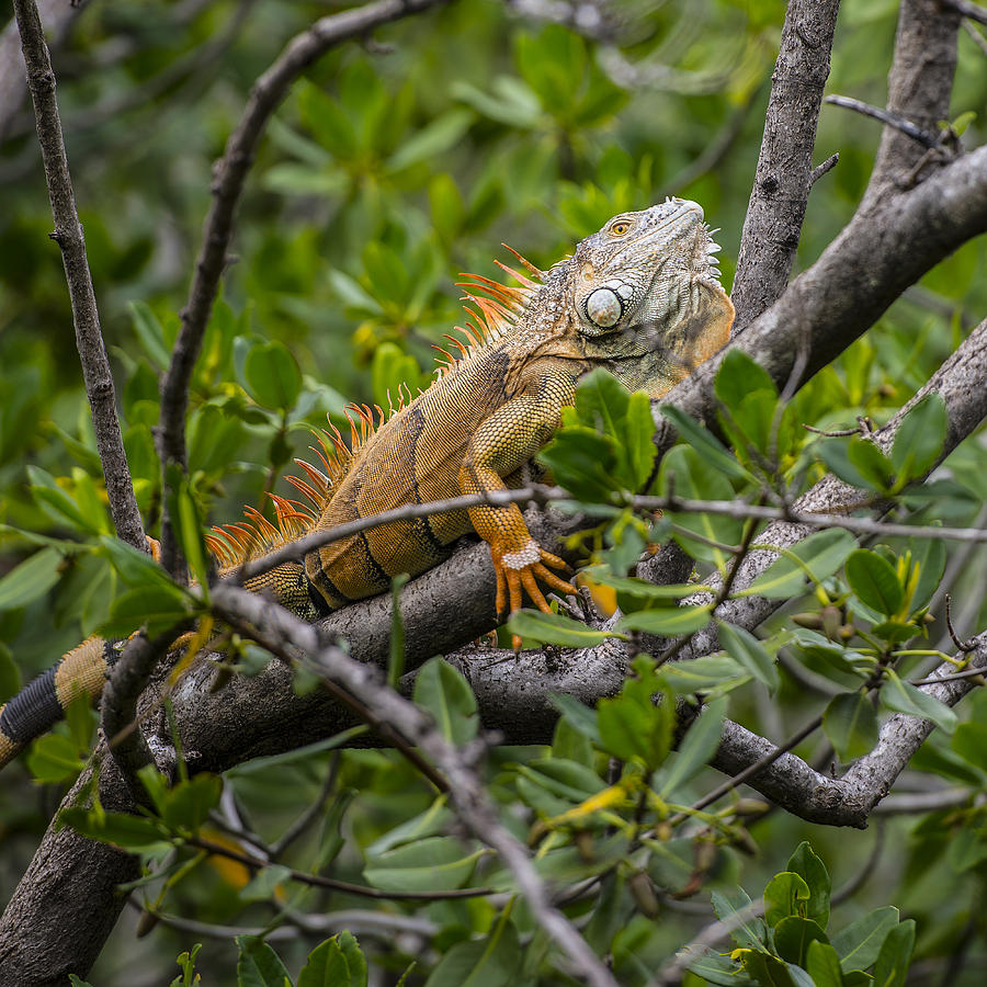 Iguana Photograph by Thomas Schreiter - Fine Art America