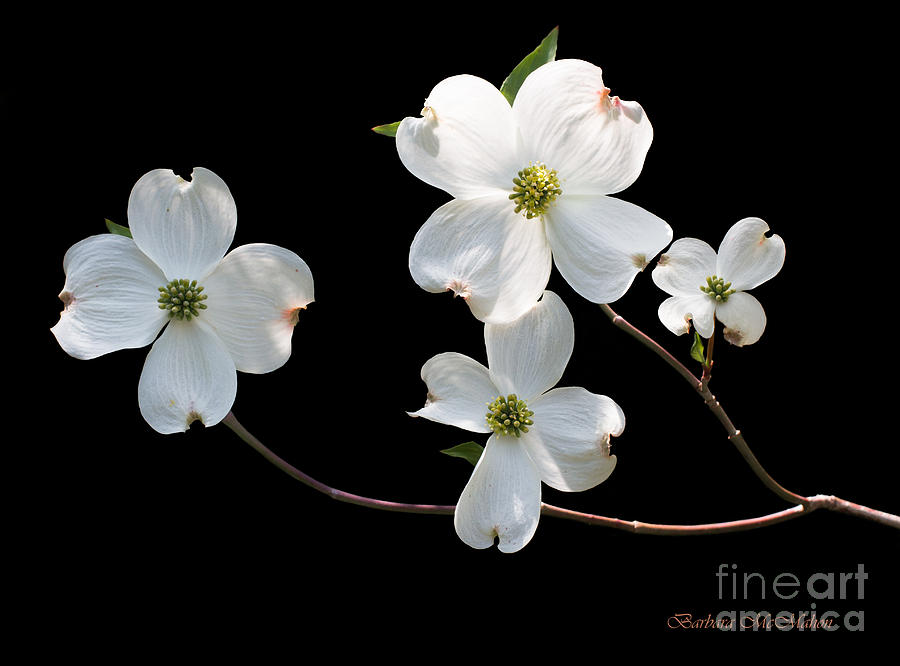 Flower Photograph - Illumination #2 by Barbara McMahon