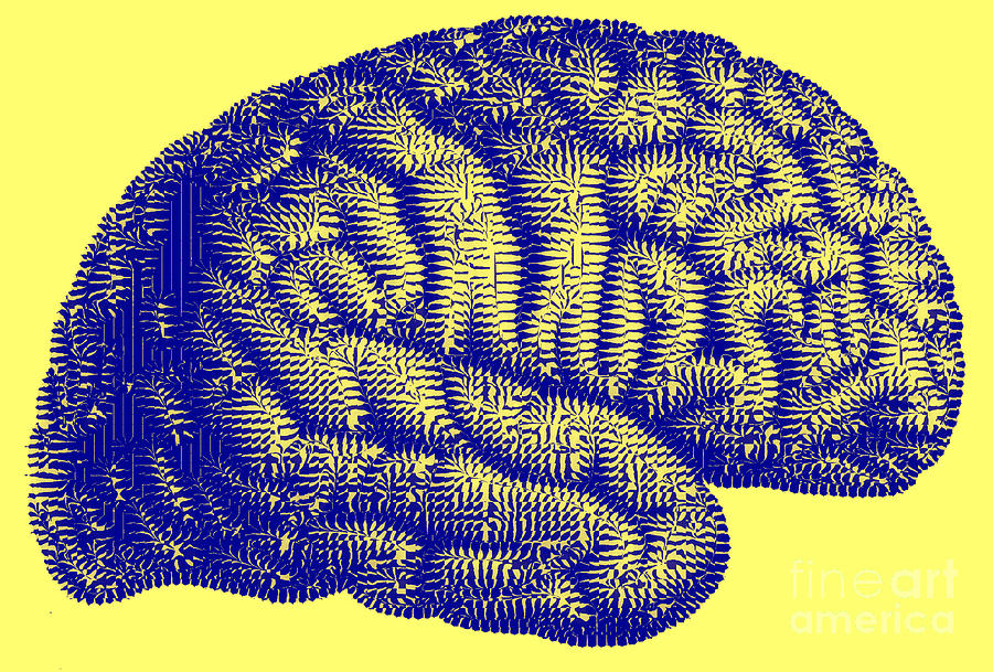 Illustration Of The Brain #2 Photograph by Dennis Potokar