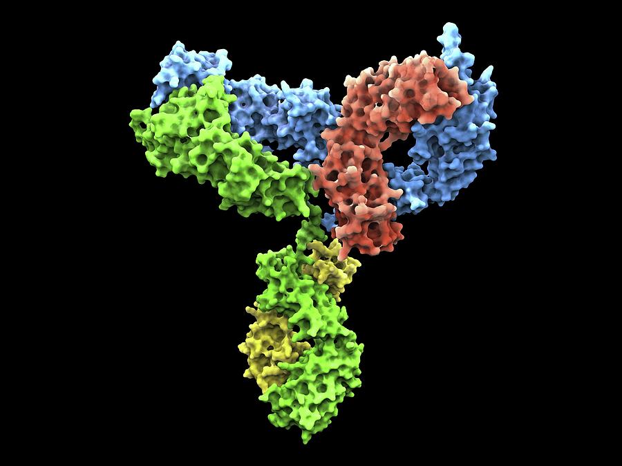Immunoglobulin G Antibody Molecule #2 Photograph by Alfred Pasieka/science Photo Library