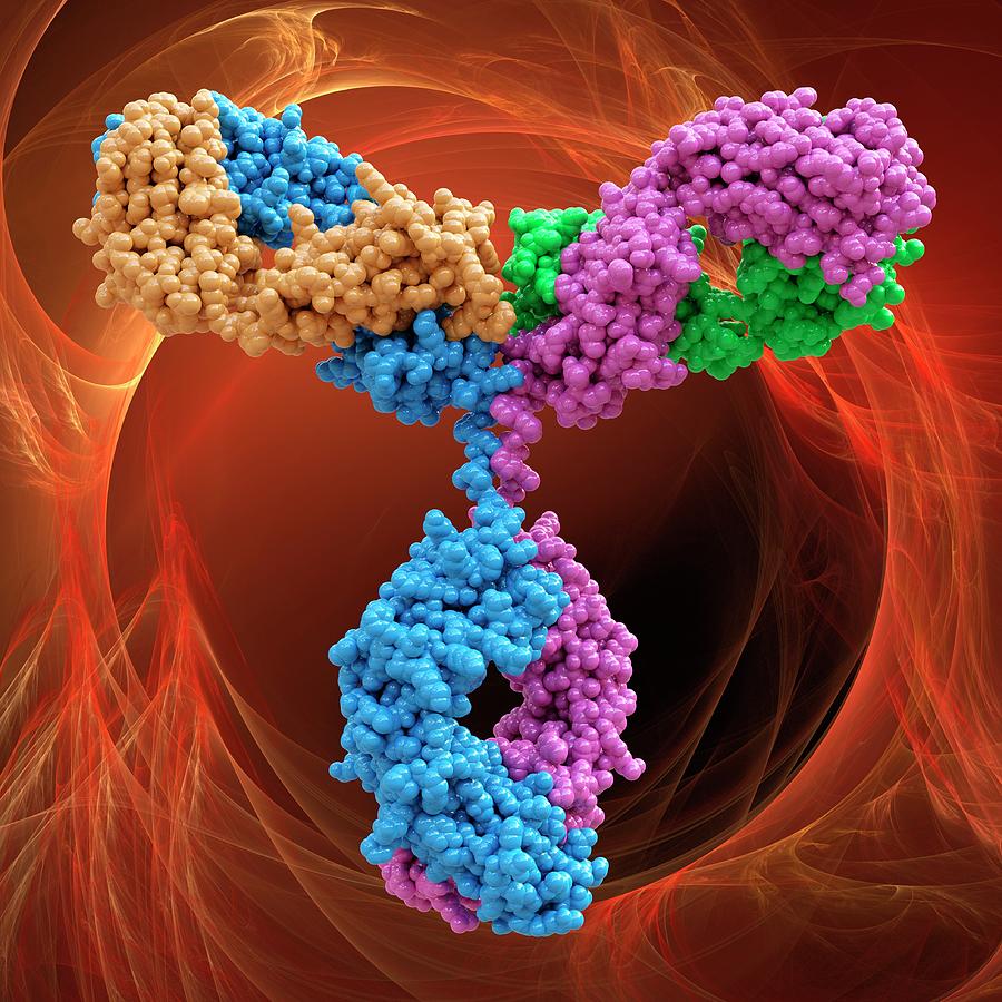 Immunoglobulin G Antibody Molecule #2 Photograph by Laguna Design/science Photo Library
