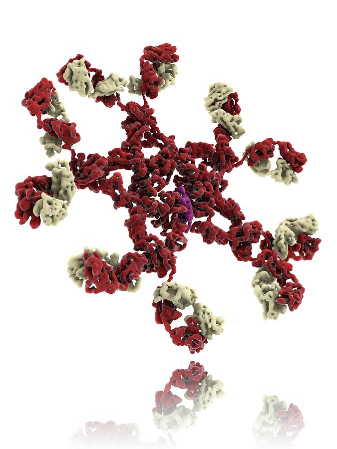 Immunoglobulin Pentamer #2 Photograph by Ramon Andrade 3dciencia/science Photo Library