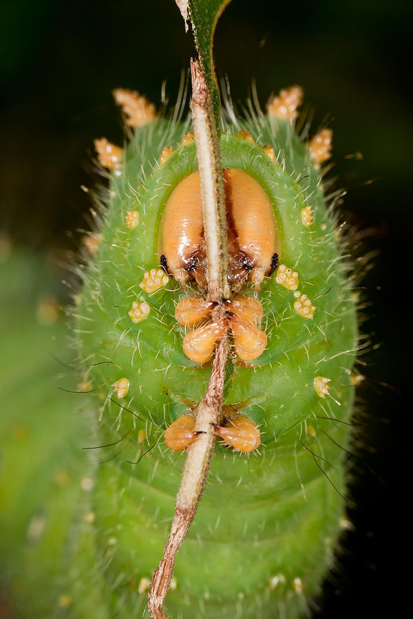 Imperial Moth Caterpillar #2 Photograph by Jeffrey Lepore - Pixels