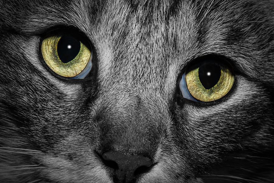 In a Cats Eye #2 Photograph by Doug Long