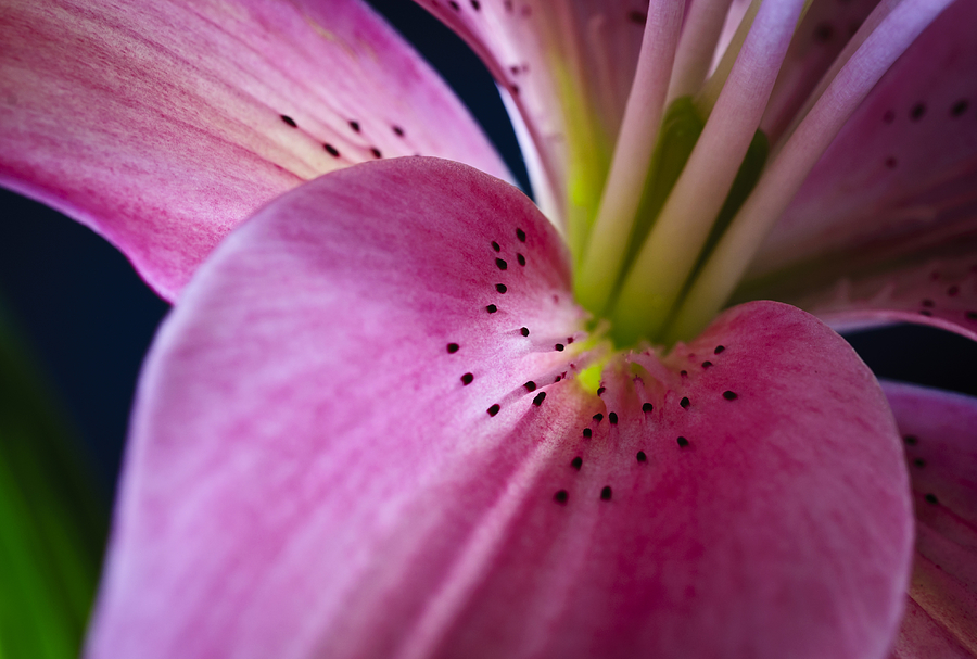 Lily Photograph - In the Pink by Christi Kraft