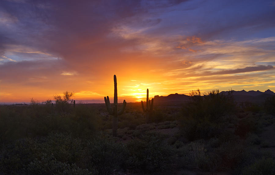 Sunset Photograph - In the Shadow of the Saguaro  #1 by Saija Lehtonen
