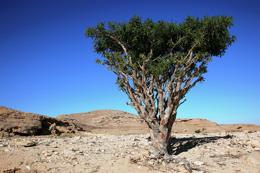 Incense Tree Photograph by Pixels