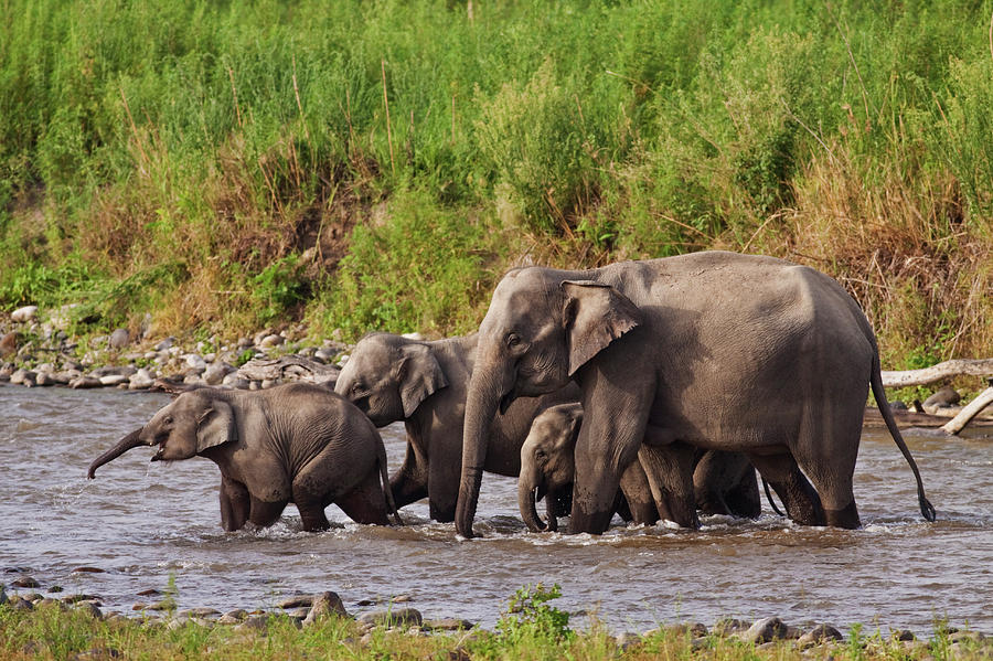 Indian Asian Elephants, Crossing Photograph by Jagdeep Rajput - Fine ...