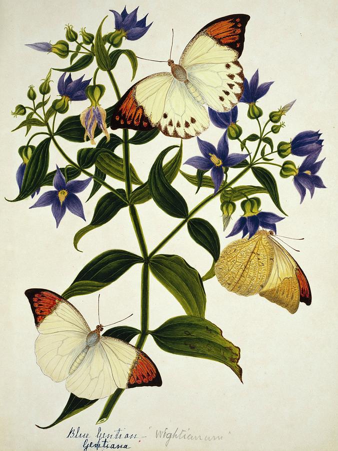 Indian Butterflies And Flowers Photograph by Natural History Museum, London/science Photo Library