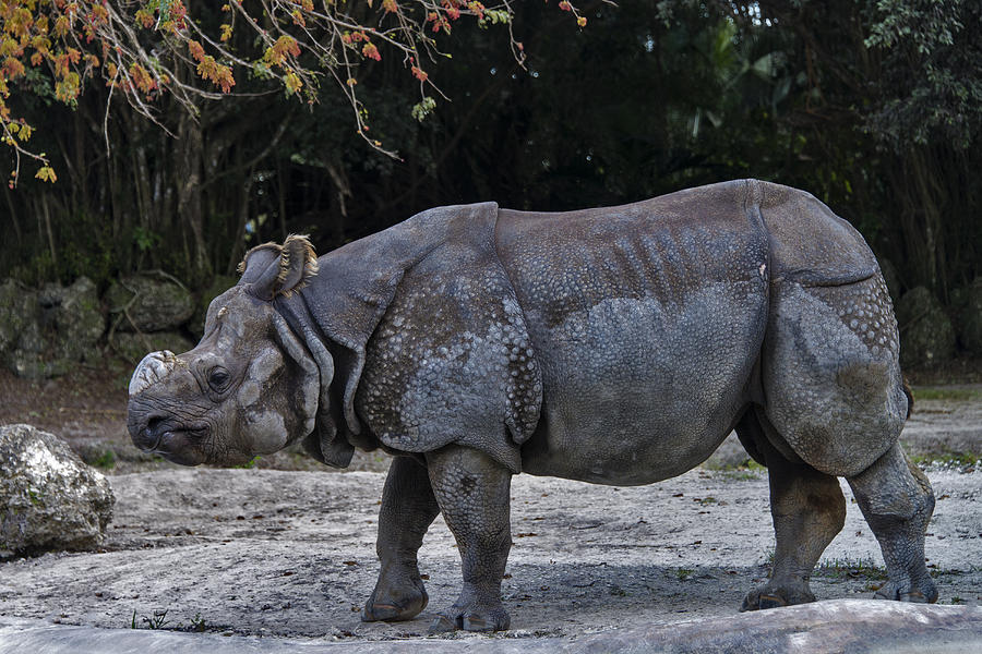 Indian Rhinoceros #2 Photograph by Mark Newman