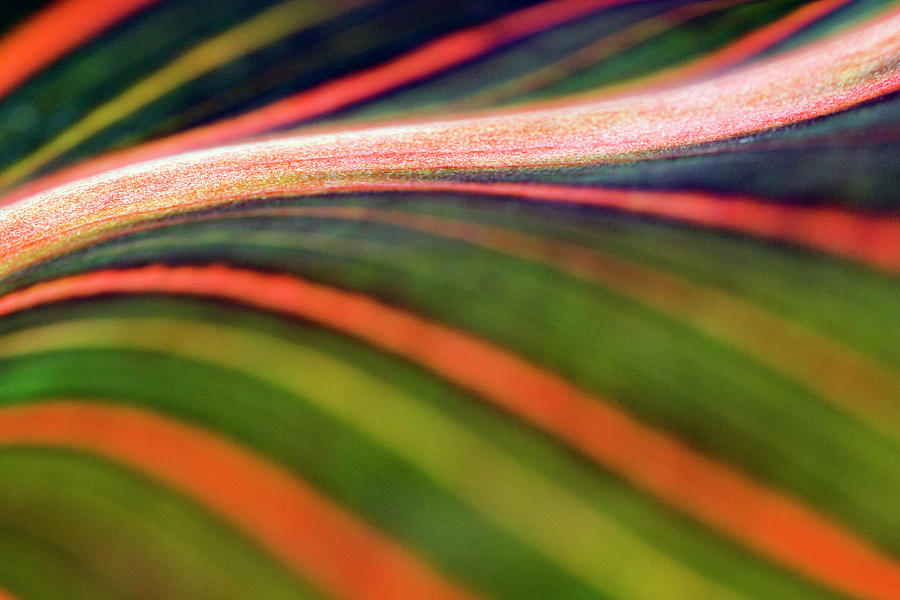 Nature Photograph - Indian Shot (canna durban) Leaf #2 by Geoff Kidd/science Photo Library