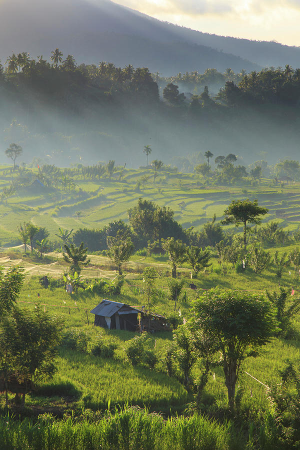 Indonesia, Bali, Rice Fields And #2 Photograph by Michele Falzone