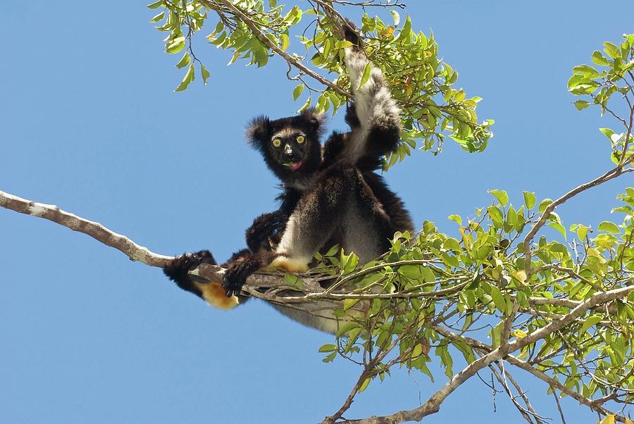 Indri In A Tree #2 Photograph by Philippe Psaila/science Photo Library