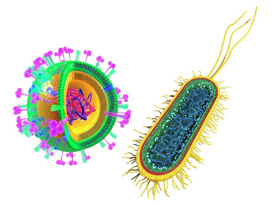 3d Photograph - Influenza Virus And E.coli Bacterium #2 by Alfred Pasieka/science Photo Library