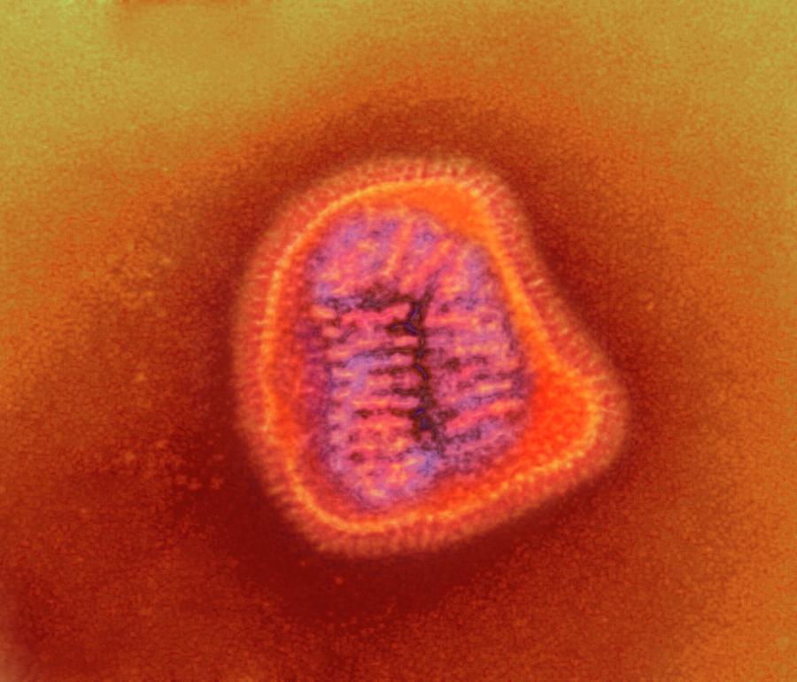 Influenza Virus Particle #2 Photograph by Ami Images