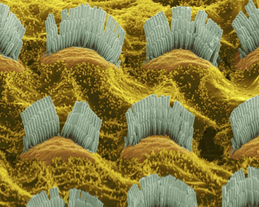 Inner ear hair cells, SEM #2 Photograph by Science Photo Library