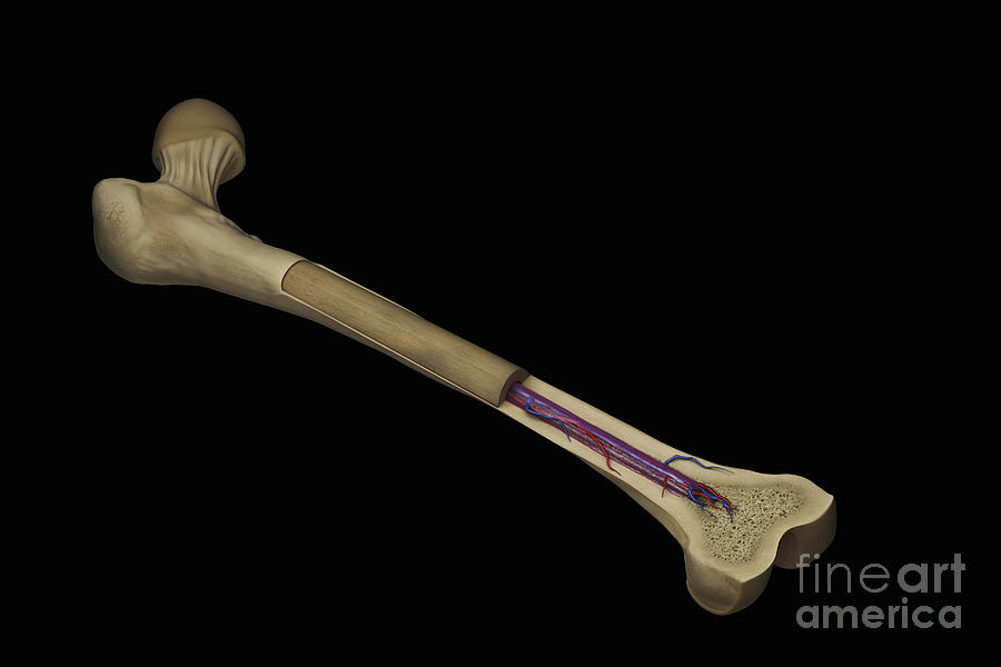 Internal Anatomy Of Bone Femur #2 Photograph by Science Picture Co