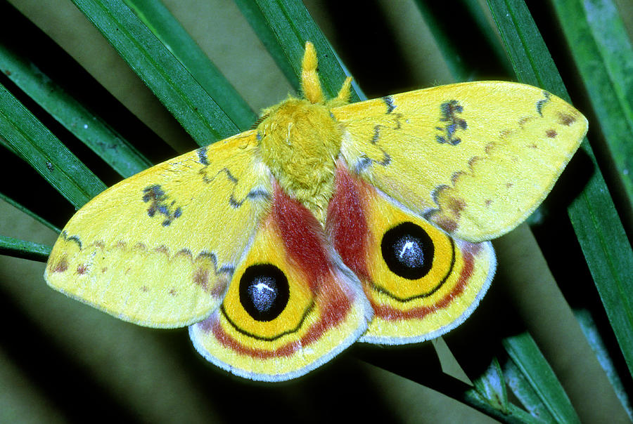 Io Moth Automeris Io Adult Male Photograph by Millard H. Sharp