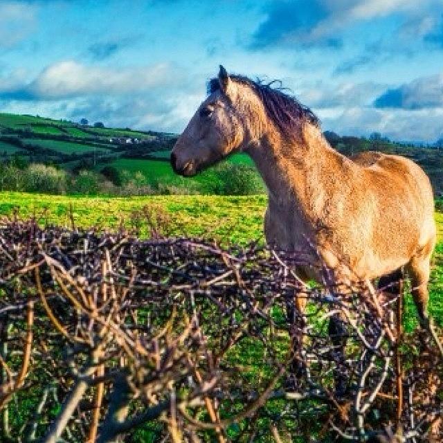 Horse Photograph - Ireland #2 by Aleck Cartwright