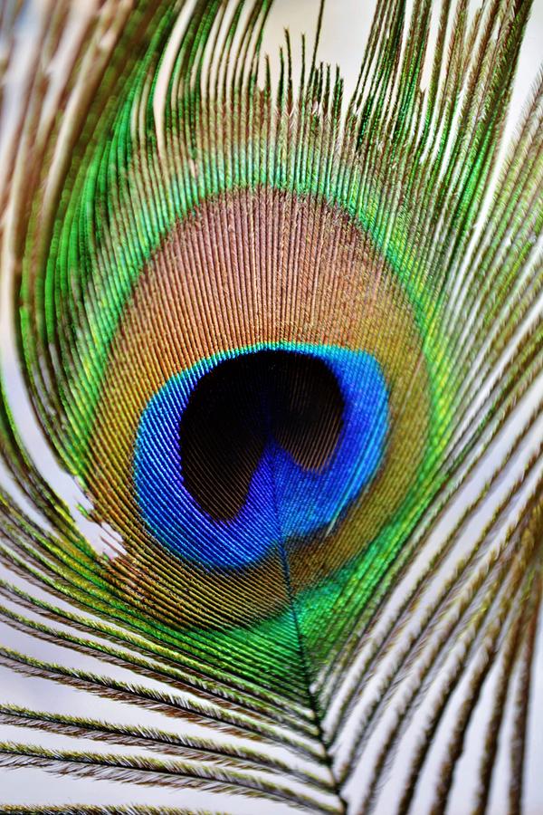 Iridescent Eye Photograph by Werner Lehmann - Fine Art America