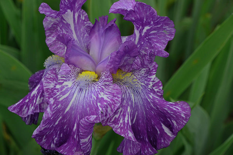 Iris Photograph - Iris 13 by Allen Beatty