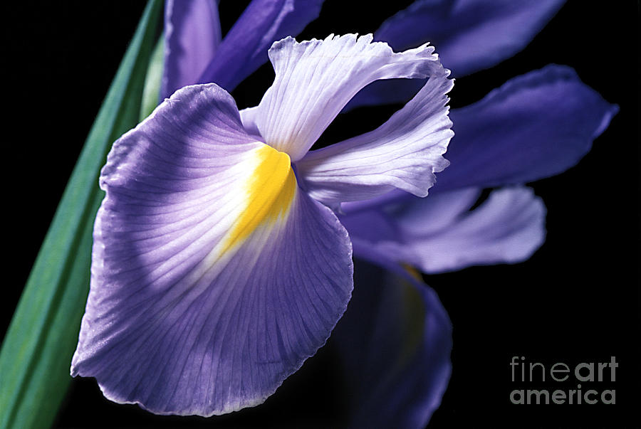 Iris Photograph by Carl Perkins - Fine Art America