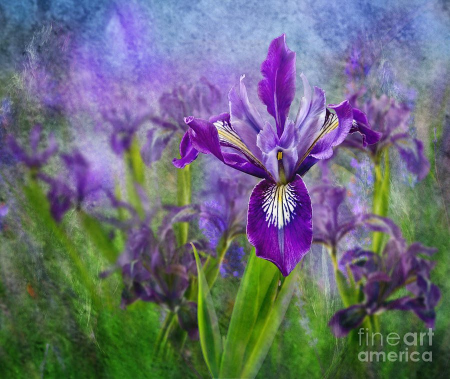 Iris Garden #1 Photograph by Shirley Mangini