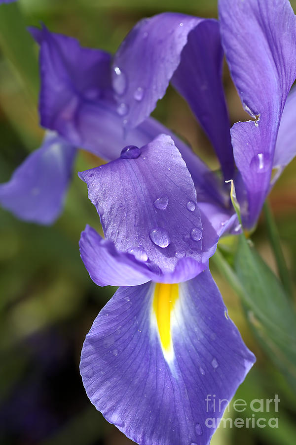Iris #2 Photograph by Joy Watson Iris #2 Photograph by Joy Watson